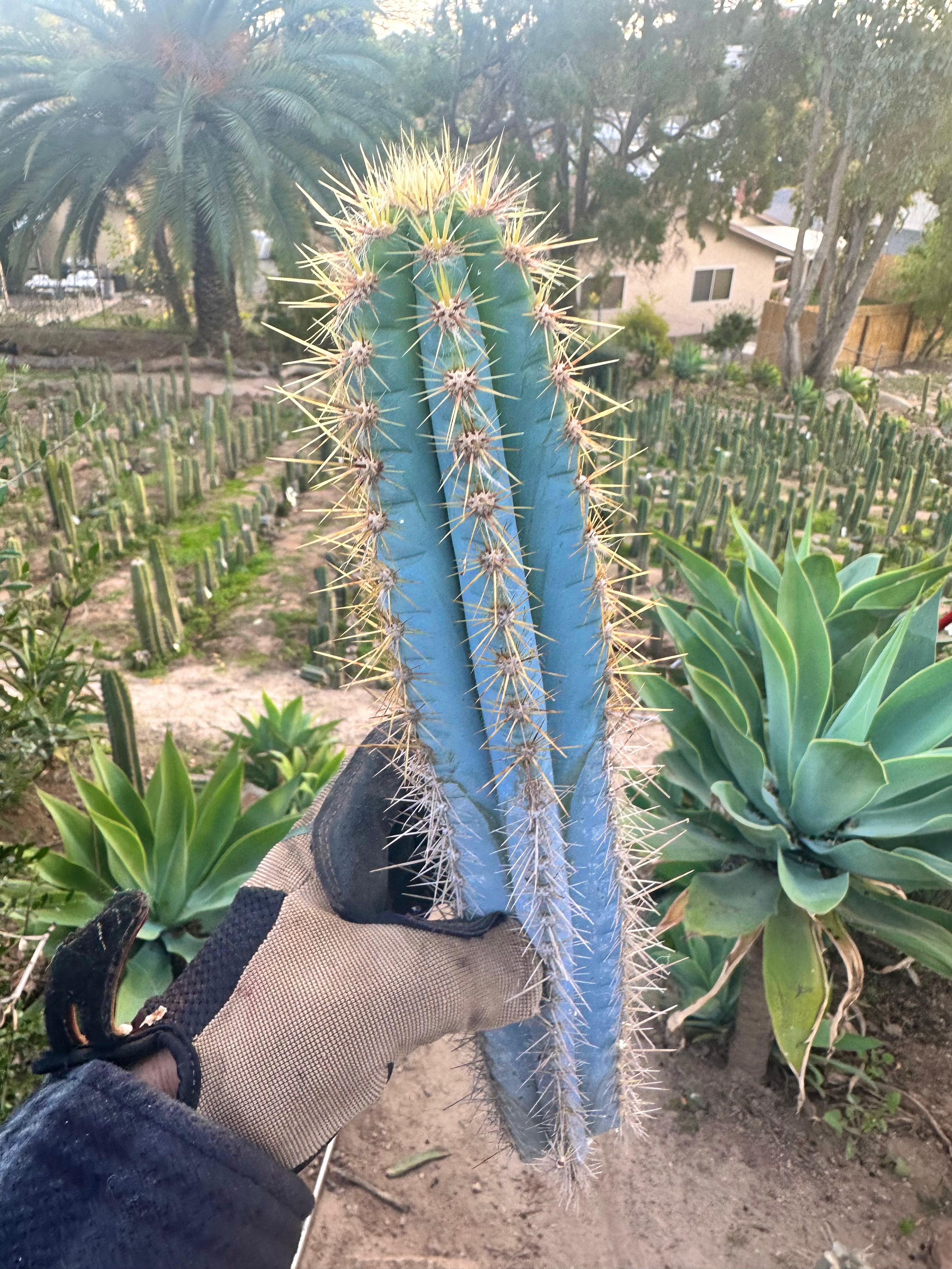 Pilosocereus Azureus   — 15” Tip