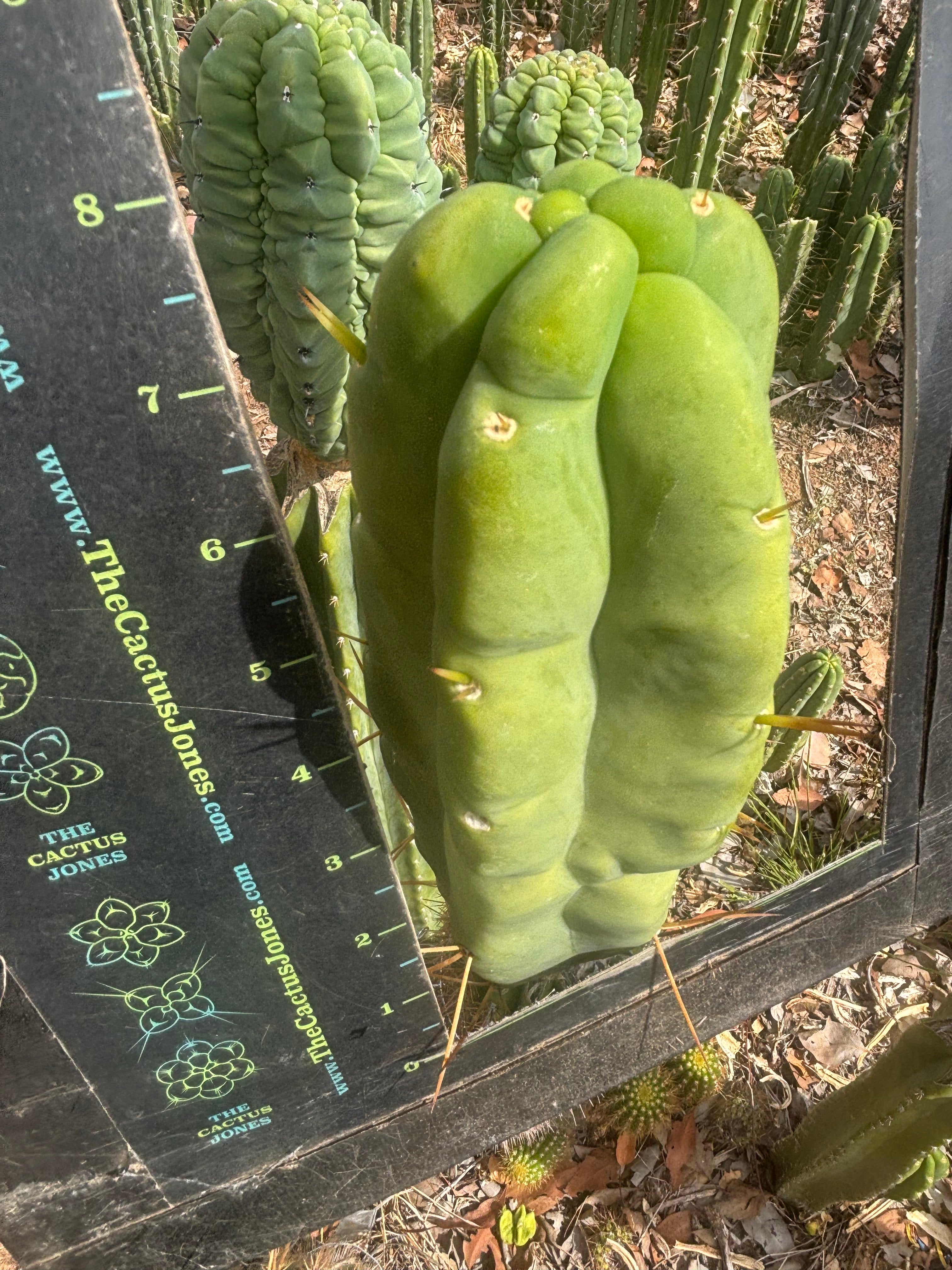👑💎🌶️ Caballero — Fat 8” Tip