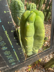 👑💎🌶️ Caballero — Fat 8” Tip