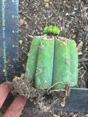 💎👑💎 Havran — Pup Graft on Rooted Shine01