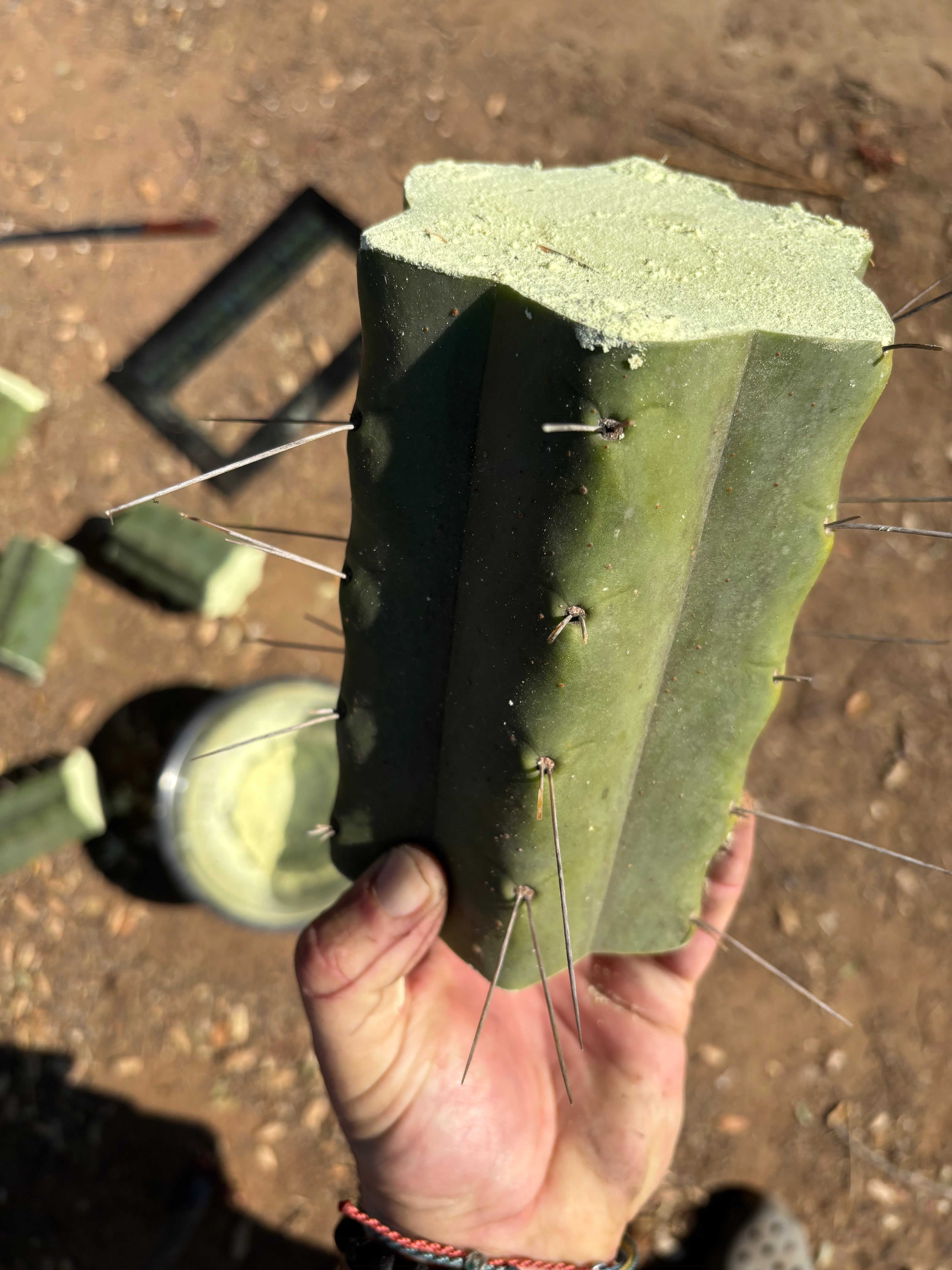 👑🌶️🌶️ Eileen — 7” Mega Mids