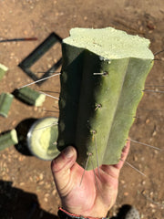 👑🌶️🌶️ Eileen — 7” Mega Mids