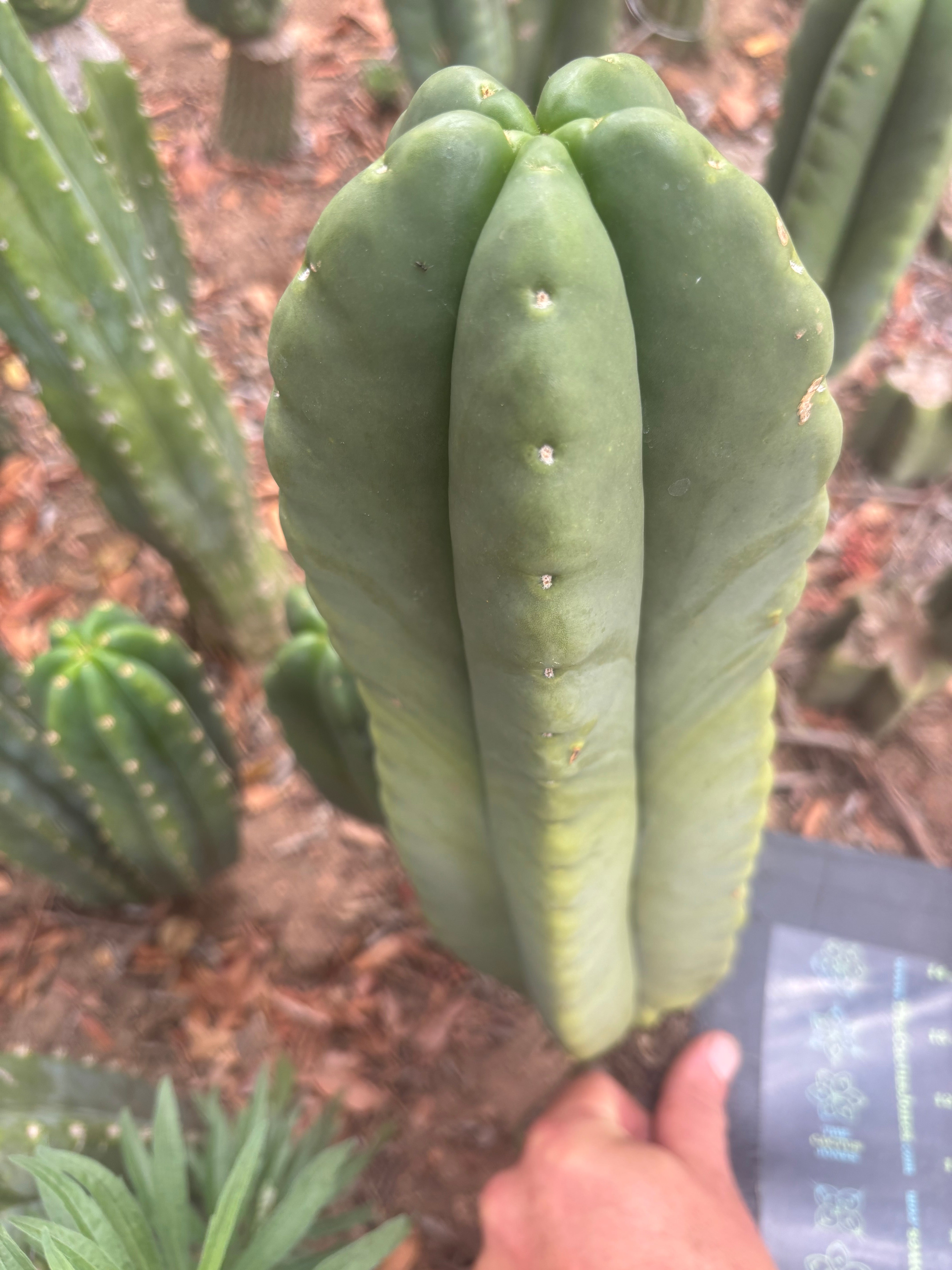 💎👑💎🌶️ Ferah — 13” Beast Pup