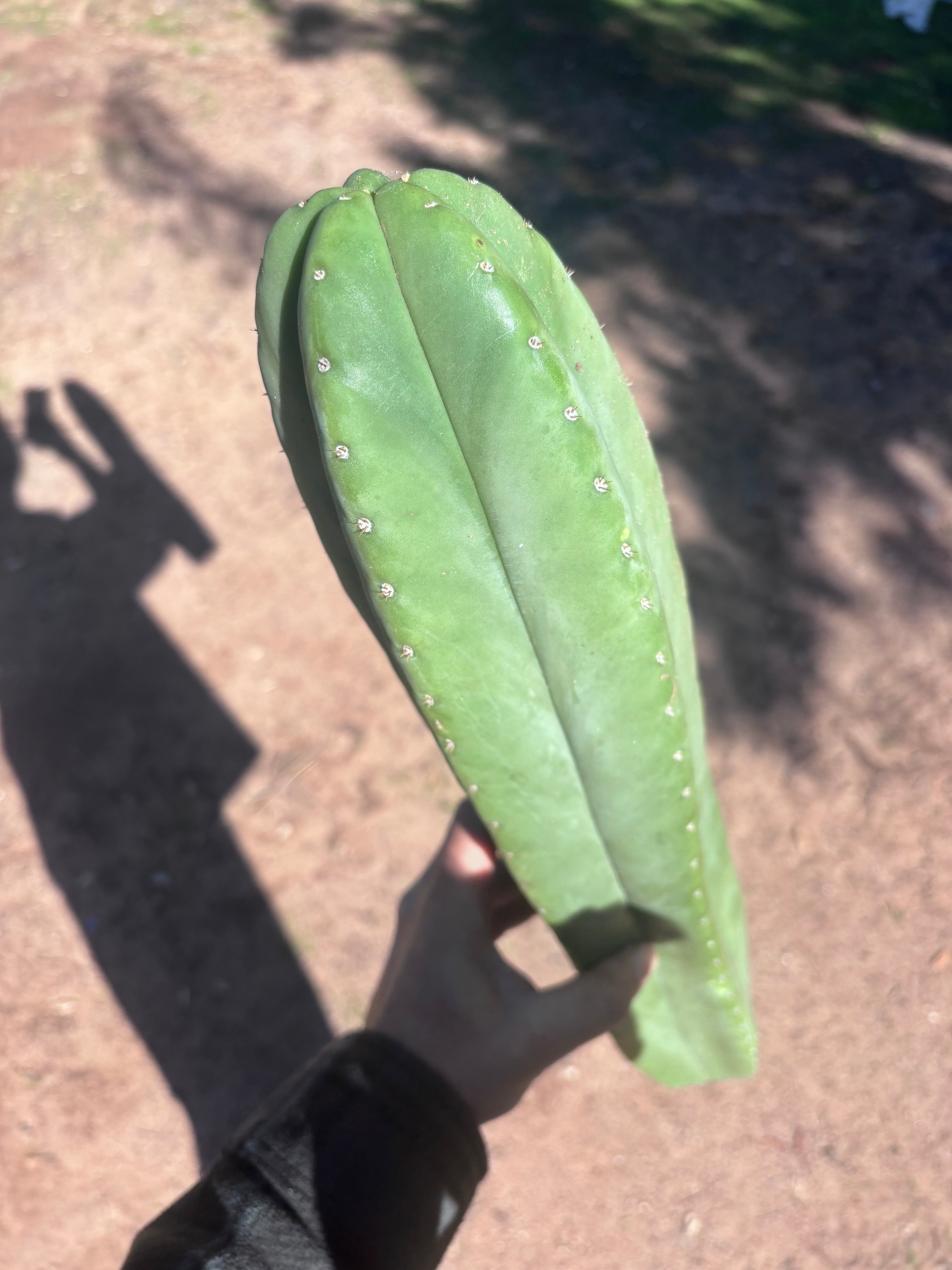 🌶️ Zed x Ecuadorian Pach — XL 20” Tip