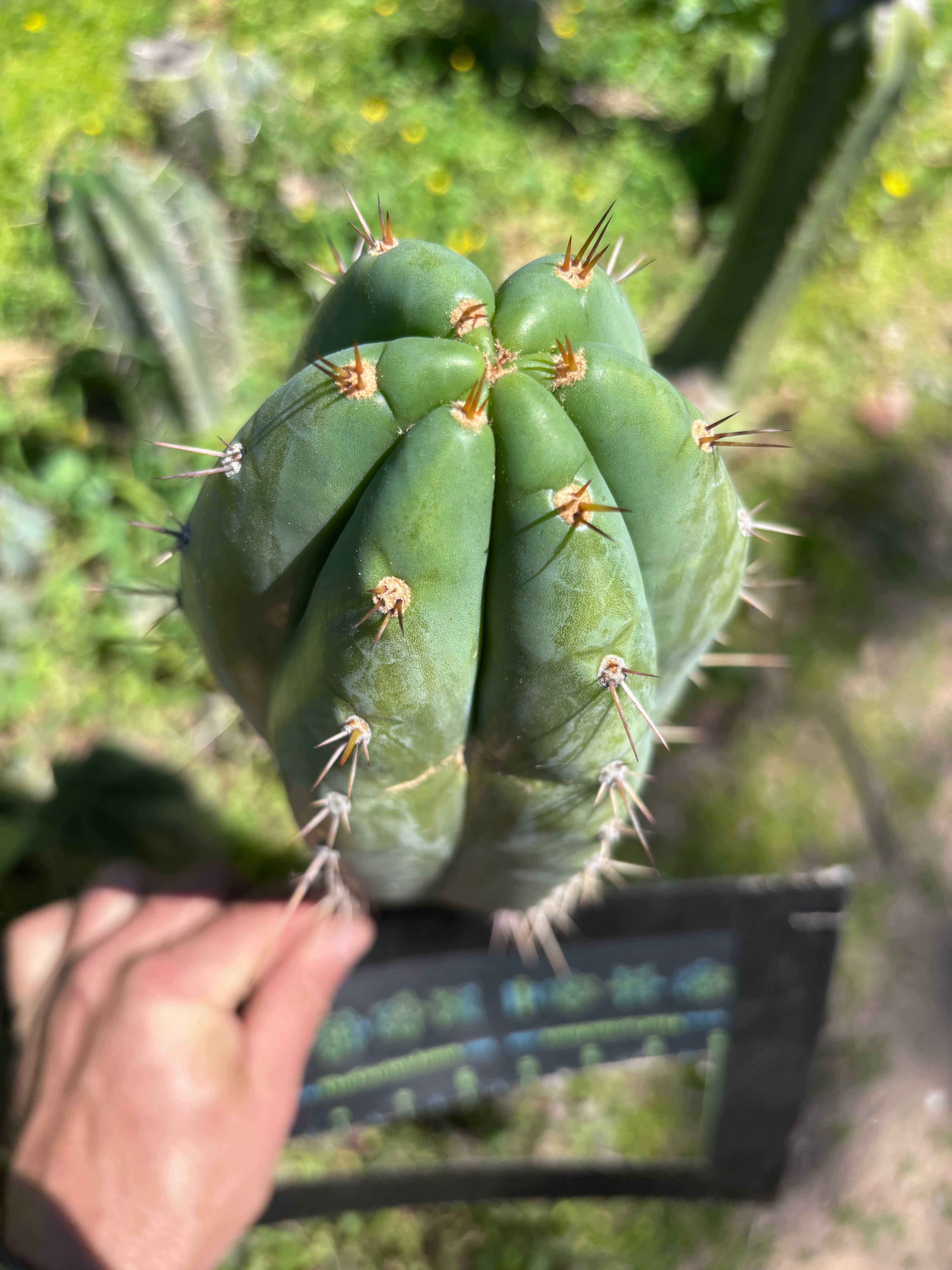 👑🌶️ Kimnach — Fat 11” Tip