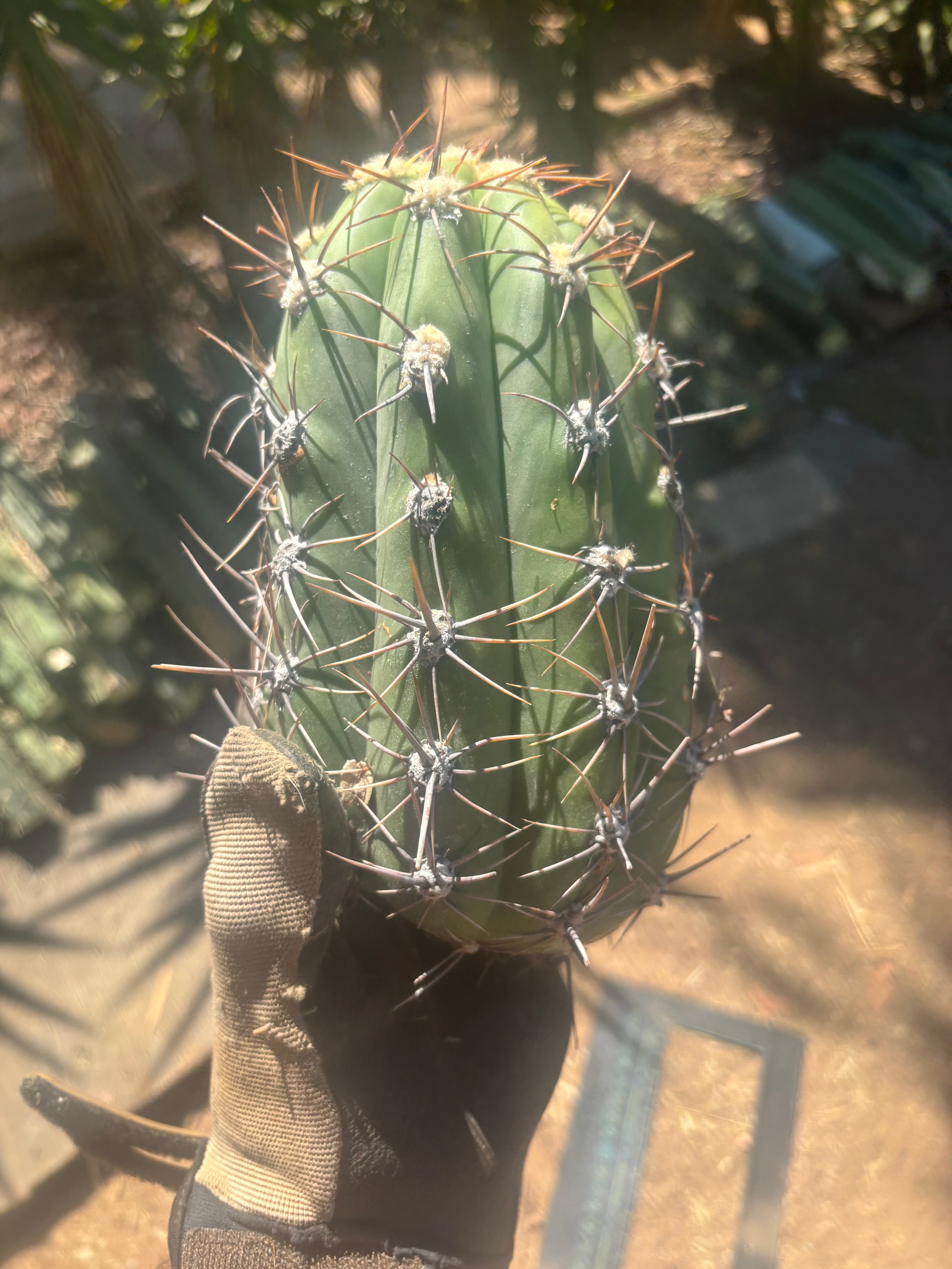 💎⚔️ Taquimbalensis — 8” Spike Melon
