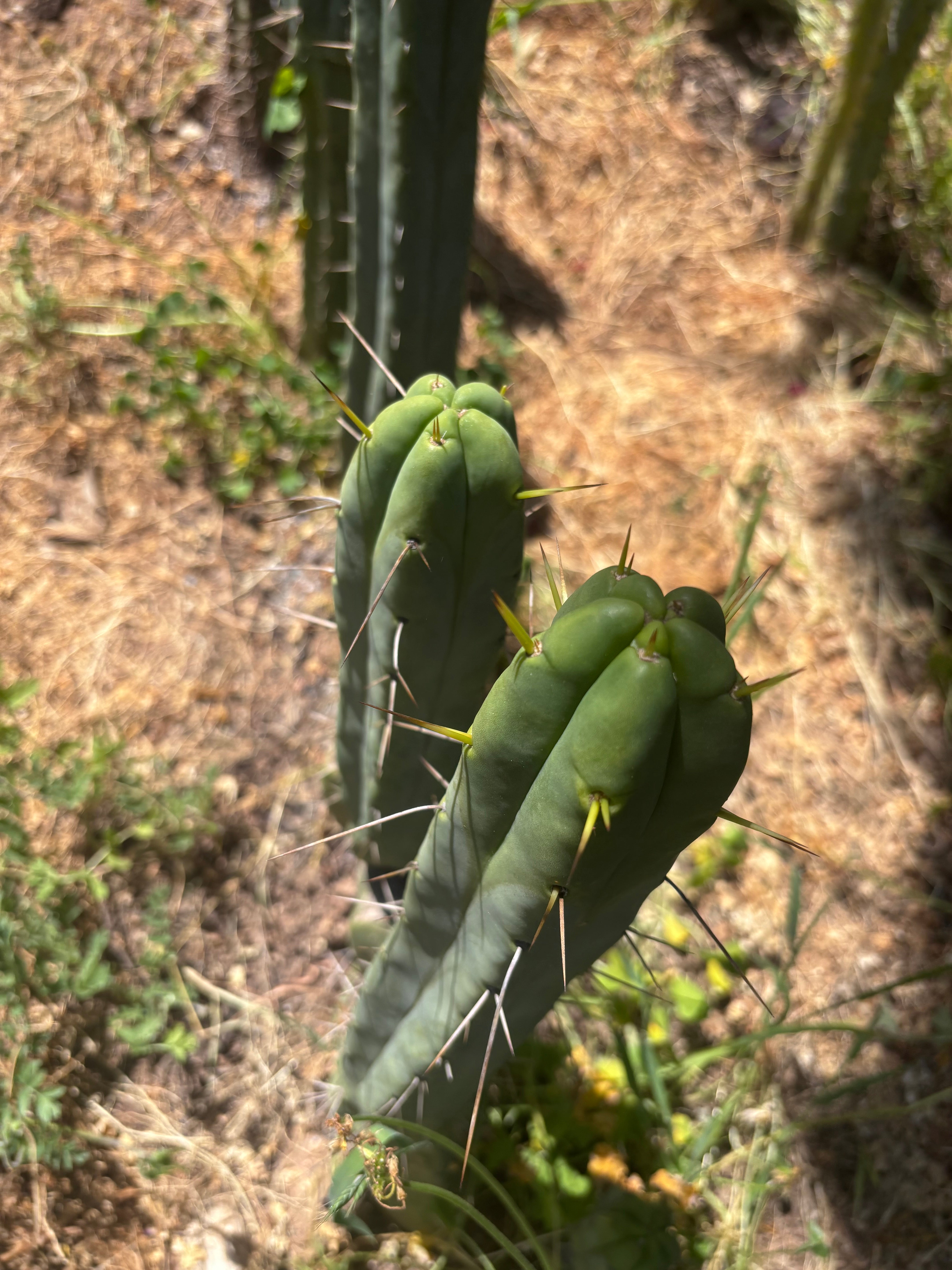 👑🌶️ Exotic Gardens — 10” Pups