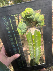 👑🌶️🌶️ TBMC — XXL Graft