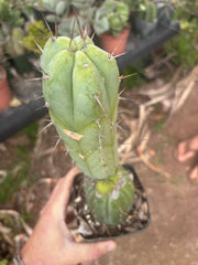 👑💎🌶️ CSD — Rooted Graft (Whole)