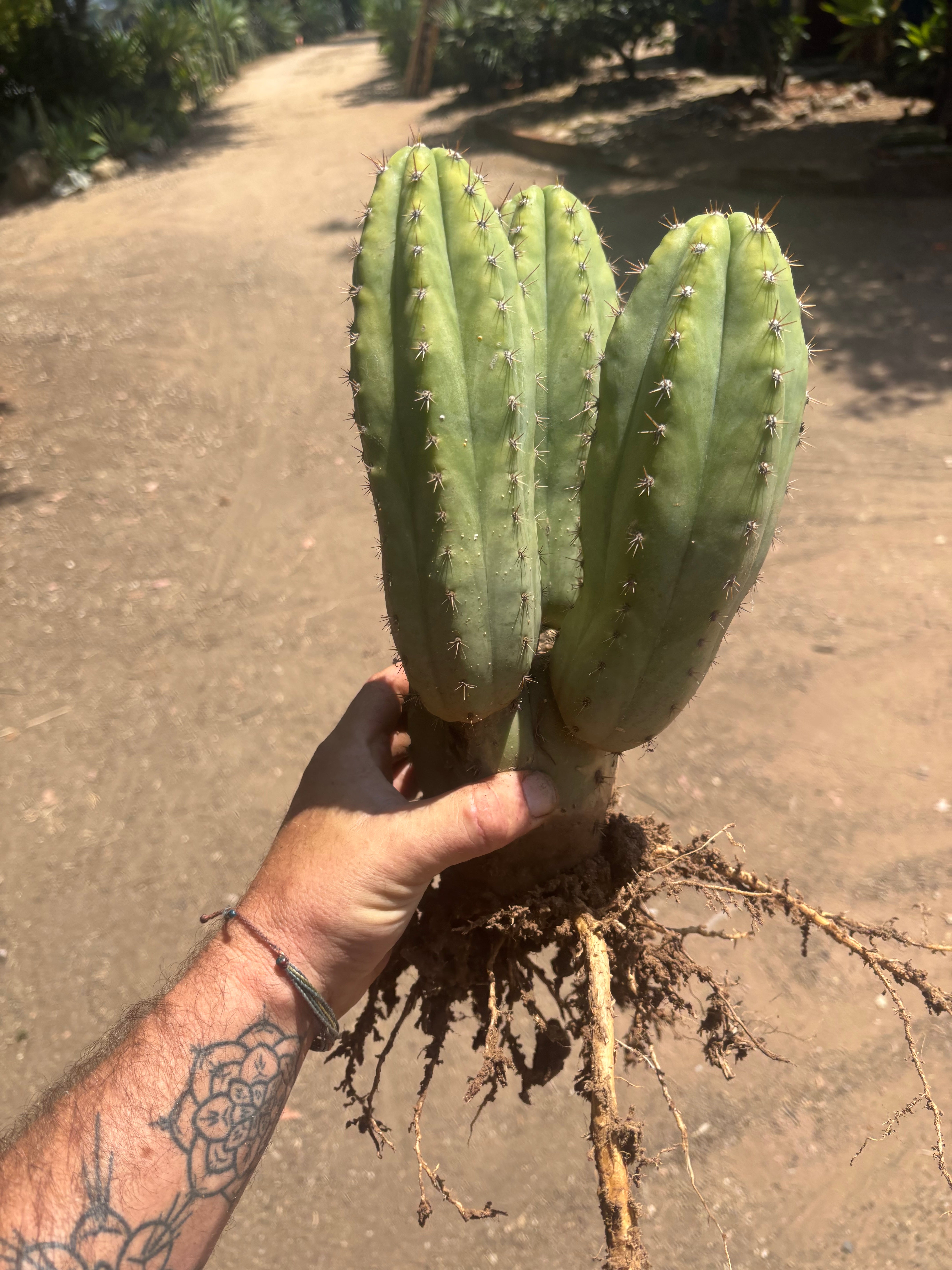 👑🌶️ Shine01 — Triple Pupped Mid with Crazy Roots