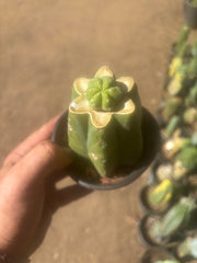 👑💎🌶️  CSD — Pup Graft on Rooted Pierre