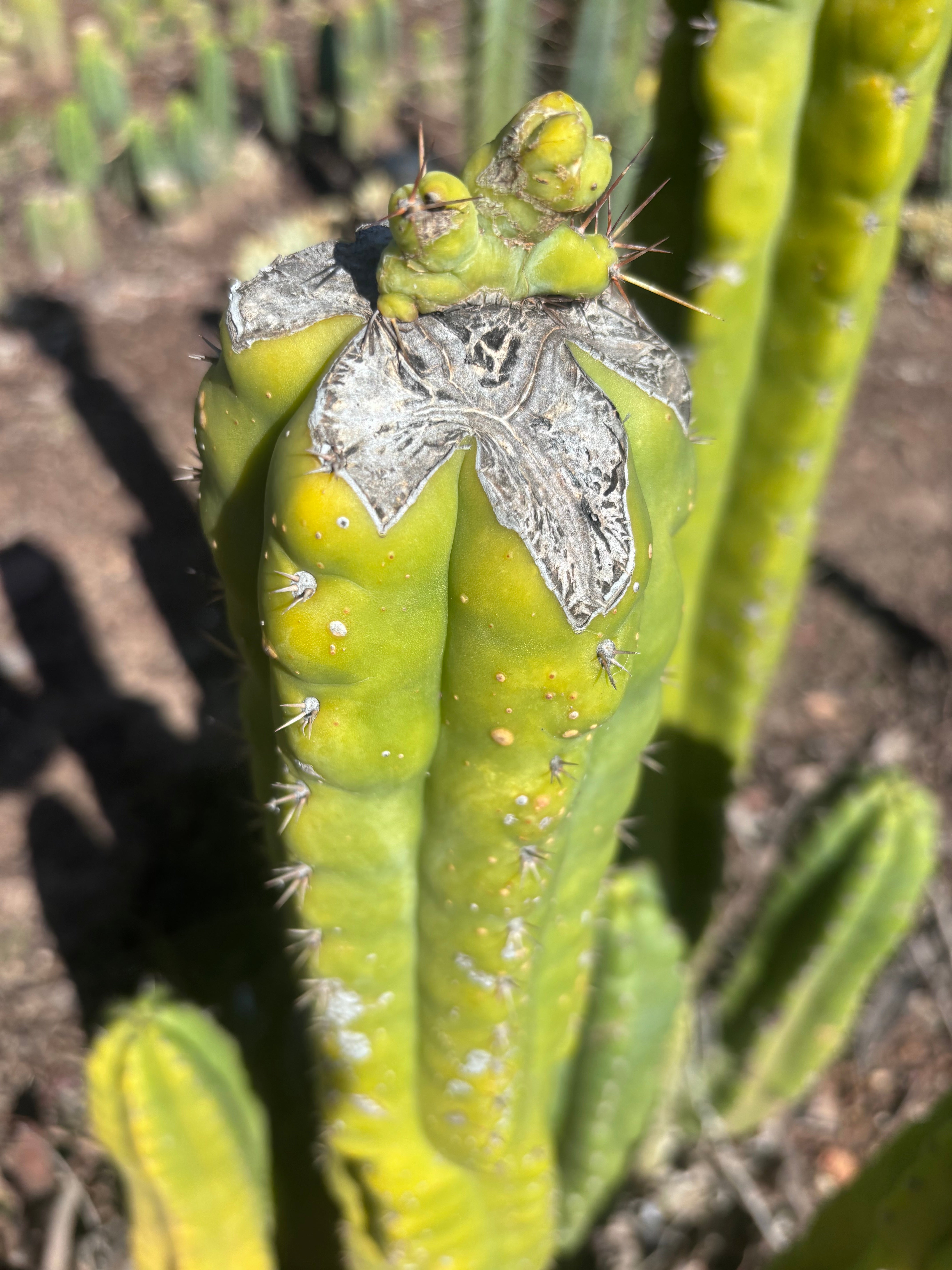 👑💎🌶️🌶️ TBMC — Graft on Thick TPM