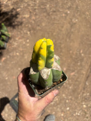 💎🔰 Ferah x Velvet, Vari #2 (FVV2) — Rooted Tip Graft