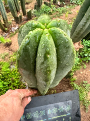 💎👑 MB Scop — *FAT* 10” Tip