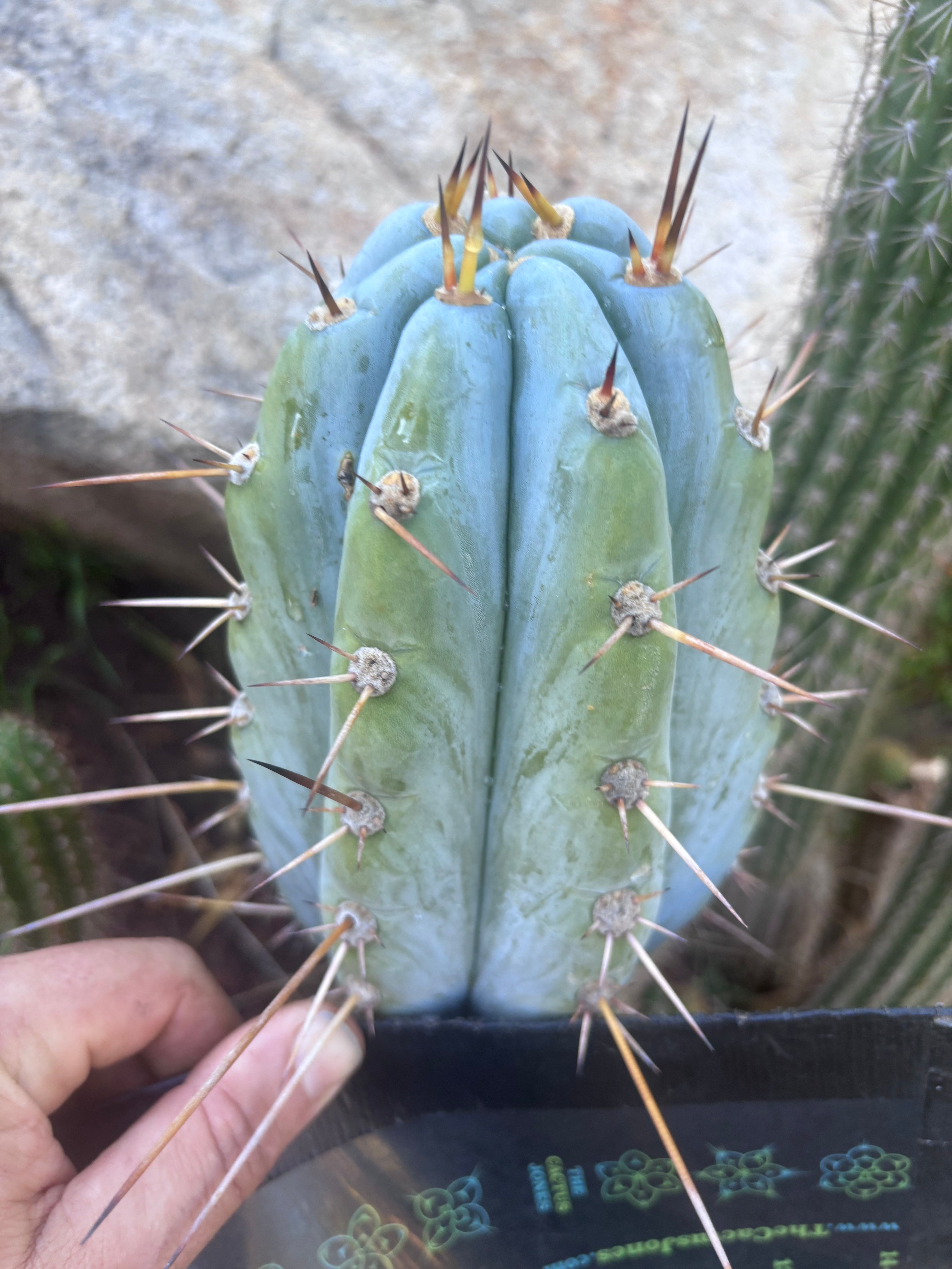 💎👑 BBG48.1540 — Fat 6” Tip