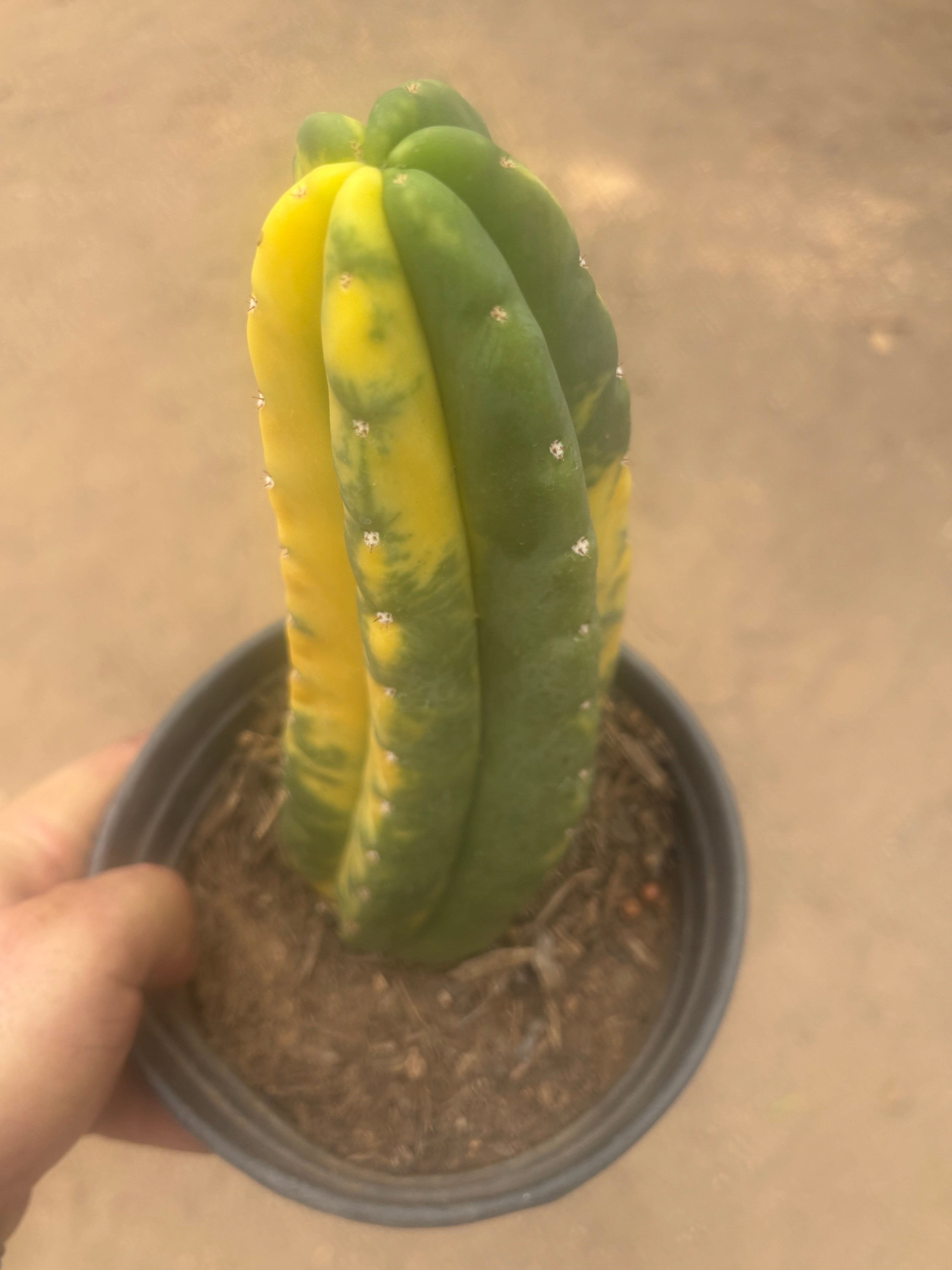 💎🔰💎💎 FVV3  — Fully Rooted 8” Pup