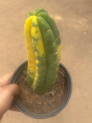 💎🔰💎💎 FVV3  — Fully Rooted 8” Pup