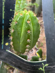 💎👑💎🌶️ CareBear — 5” Grenade