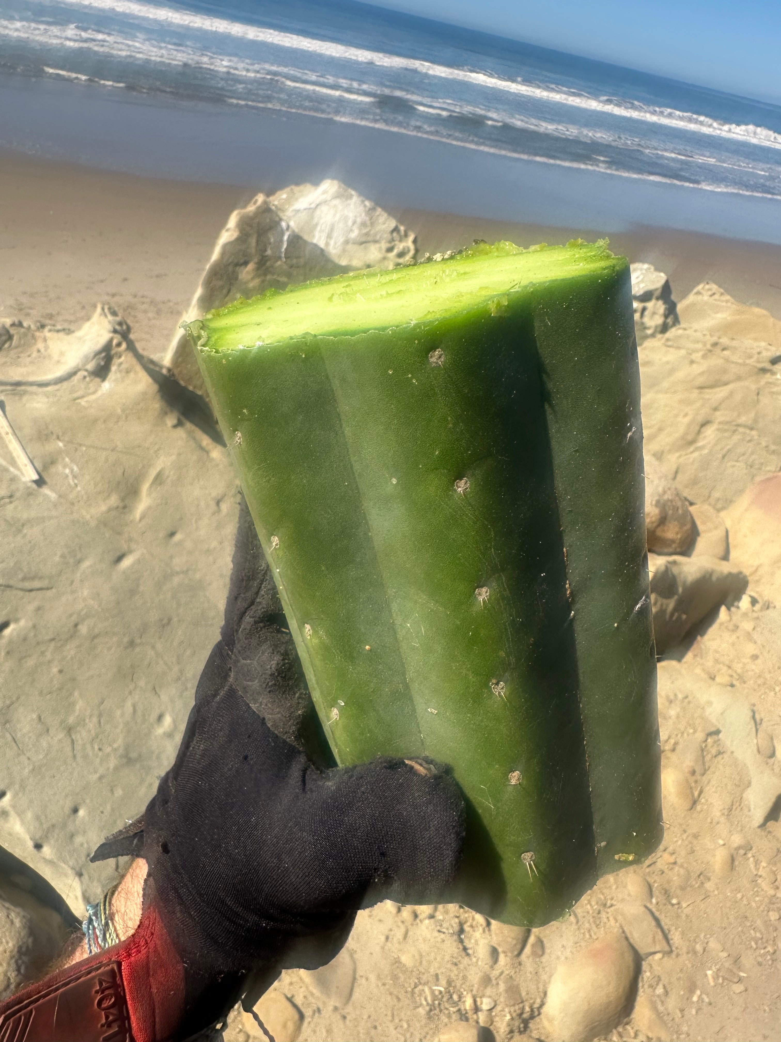 👑🌶️ Tom Juuls Giant  — 7” Mid Chonks