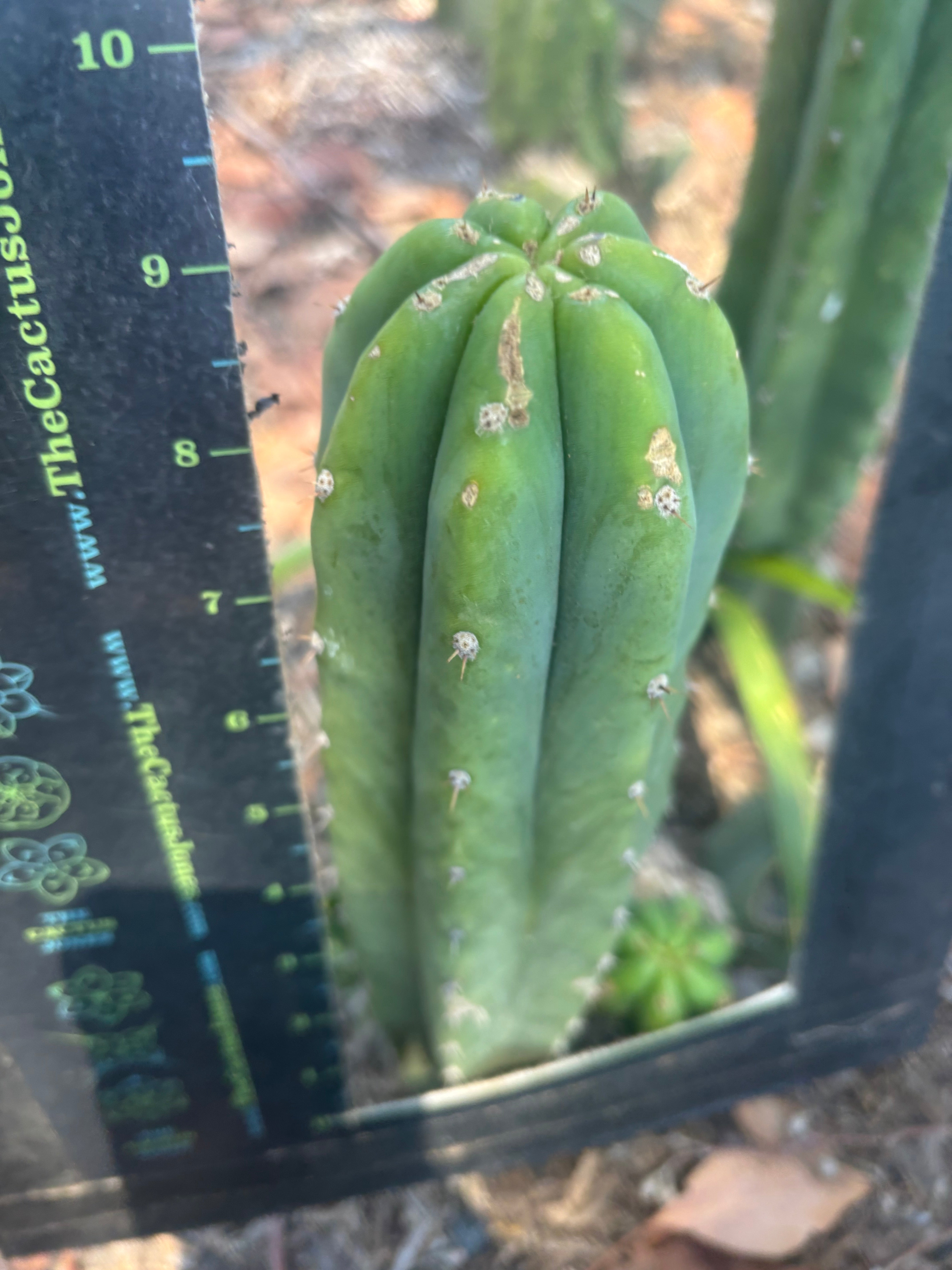 👑🌶️🌶️ Landfill — 9” Tip