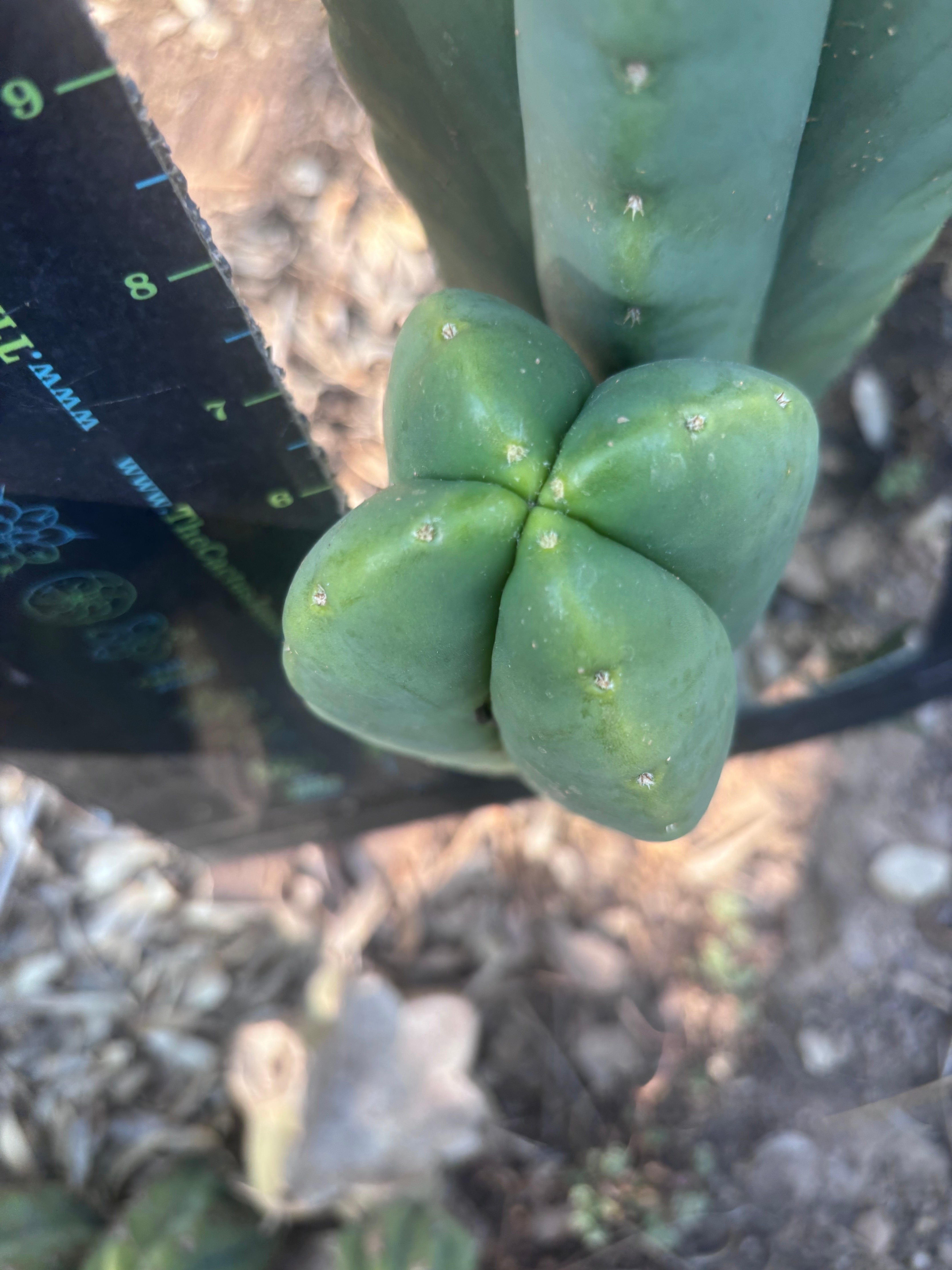 👑🌶️ Zulk — Fourwang 8” Pup