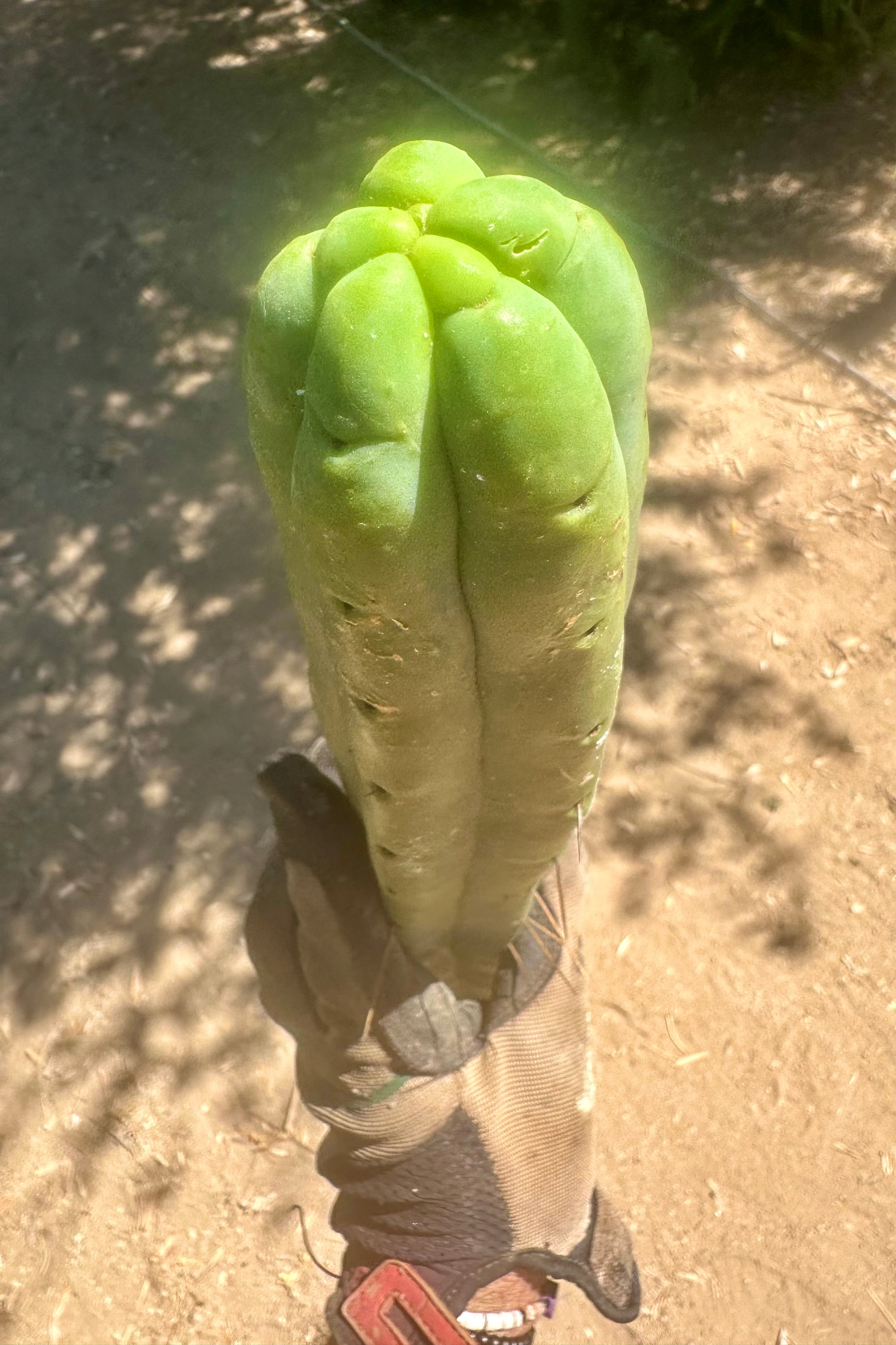 👑🌶️🌶️ Jiimz Twin  — XL 13” Tips (5)