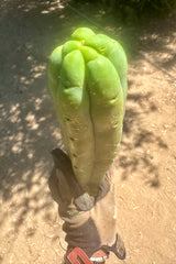 👑🌶️🌶️ Jiimz Twin  — XL 13” Tips (5)