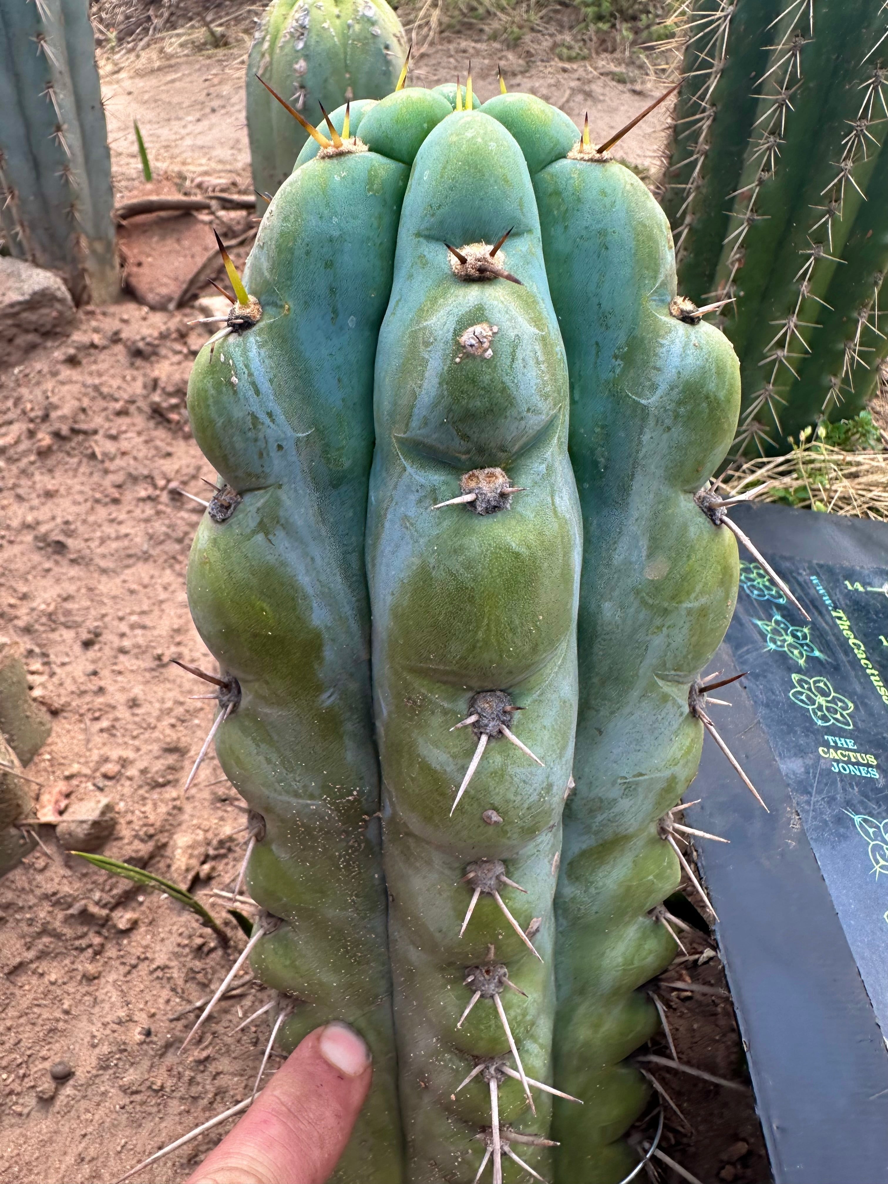 💎👑💎  NUBS — Pupped Slab Graft on Rooted Hammer