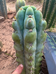 💎👑💎  NUBS — Pupped Slab Graft on Rooted Hammer
