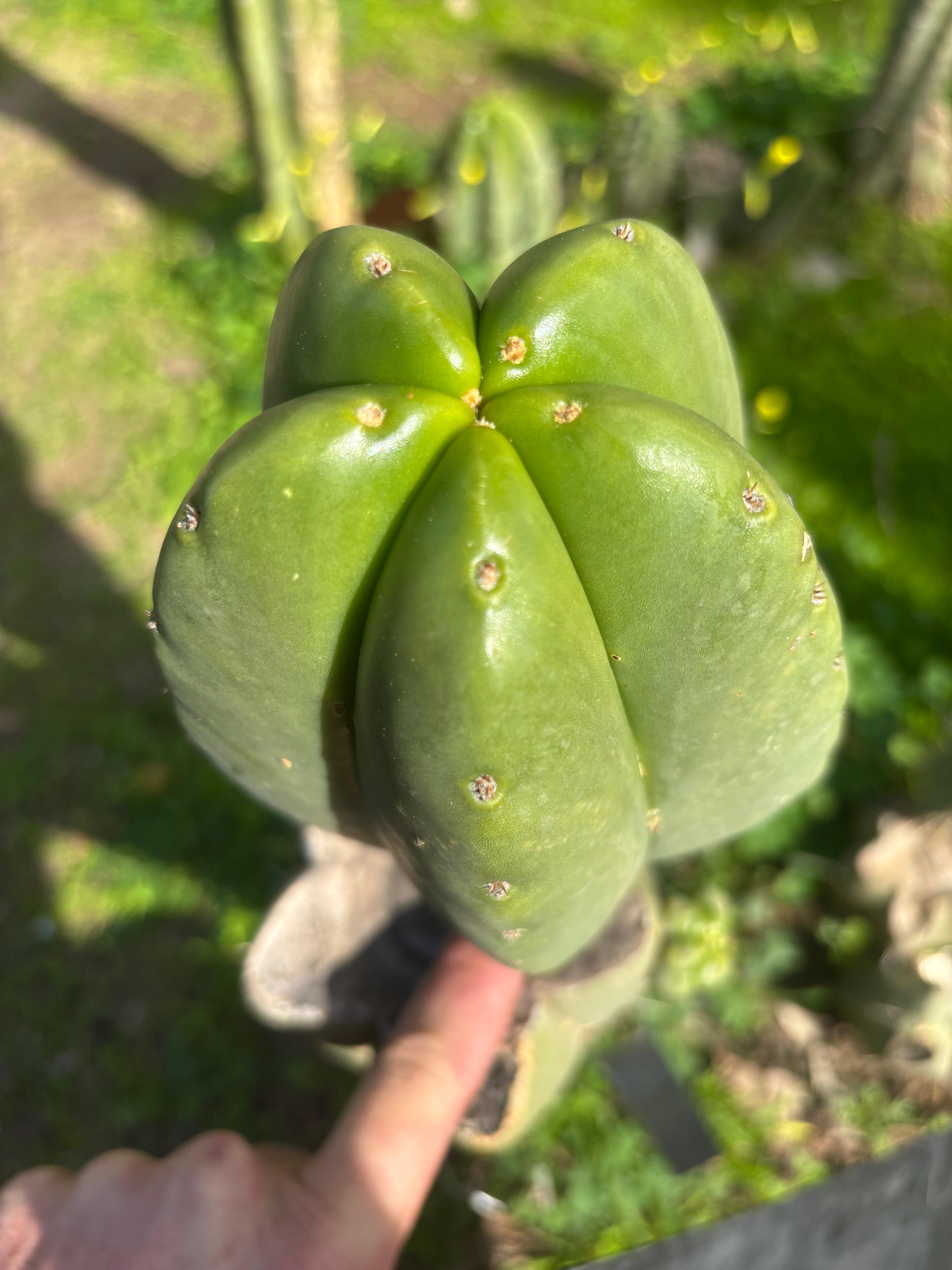 💎 Hulk x Zed MELON