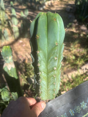 🌶️🌶️ NoidTwo — 9.5” Pup