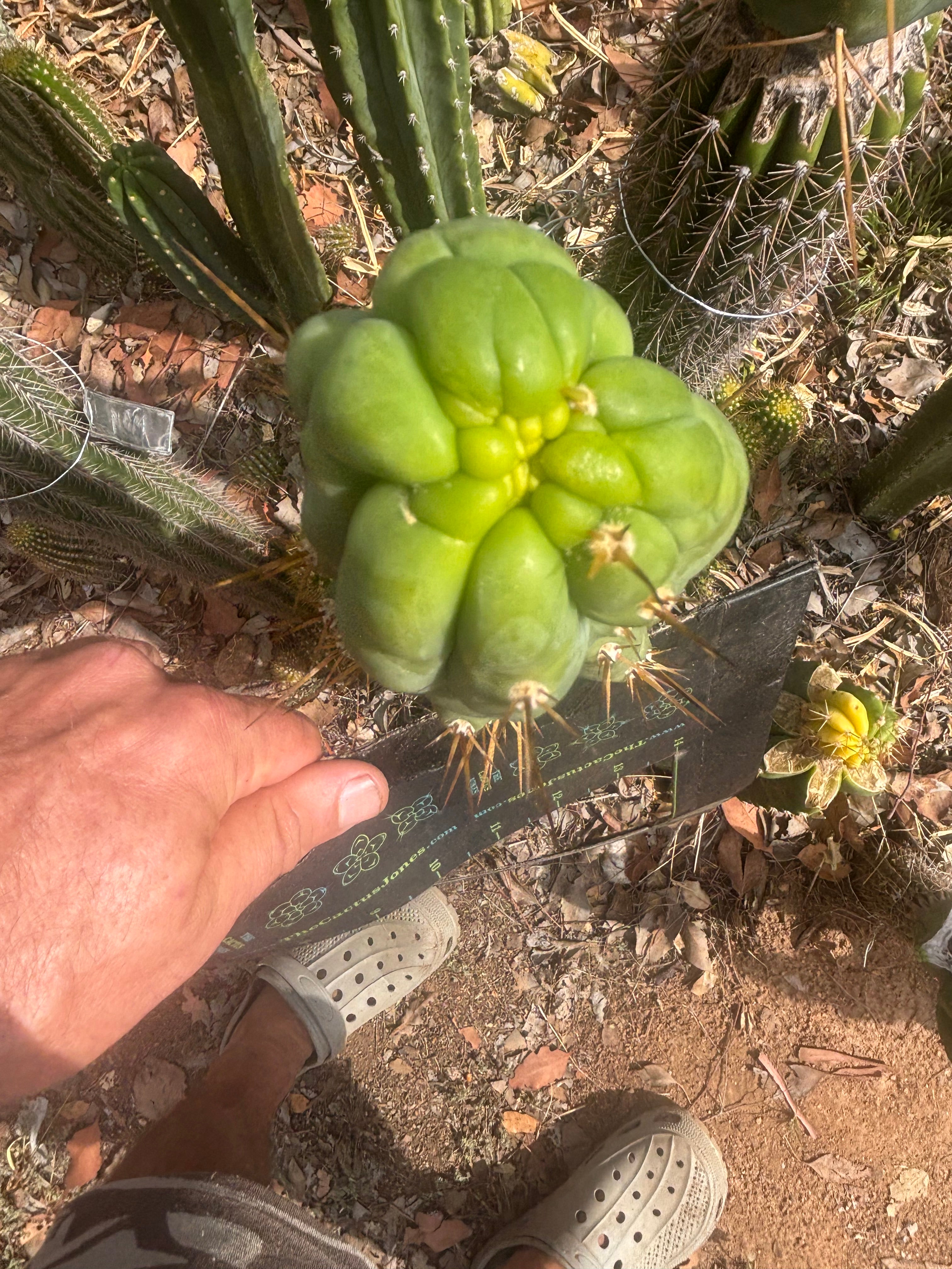 💎👑🐉 Bruce’s Dragon — 8” Tip