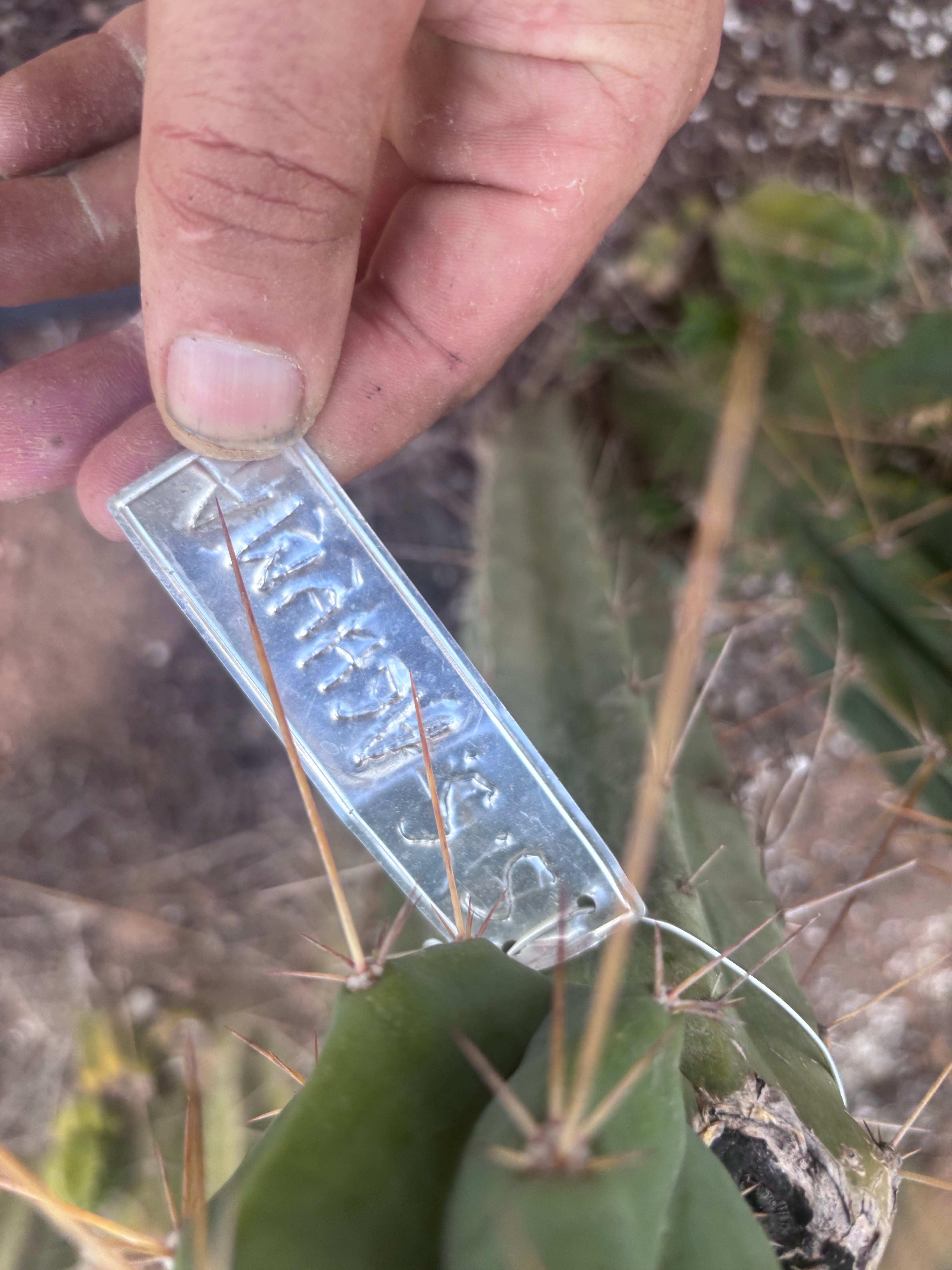 👑🌶️ S.S. Achuma — 10.5” Pup