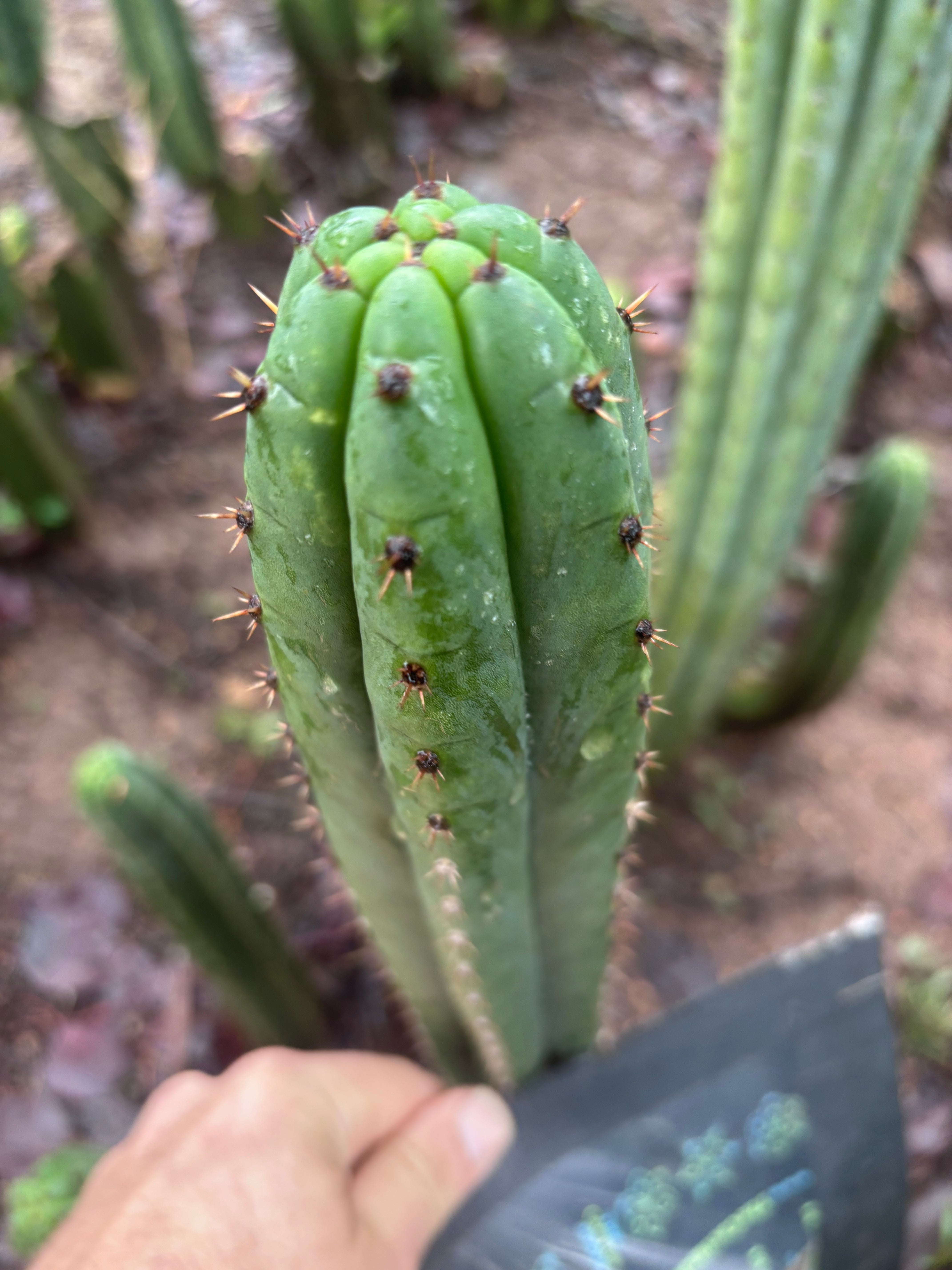 👑🌶️ Torres & Torres — 10” Tips (Restocked)