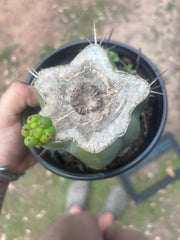 💎💎👑🌶️ Platform 9 3/4  — Rooted and Pupping Mid Chonk