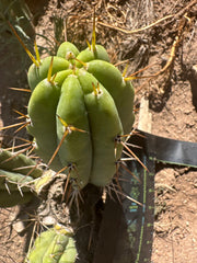 🌶️🌶️⚠️ E.R. — 9” Pup