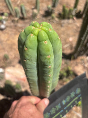 👑🌶️🌶️ Ogun — Fat 10” Tip