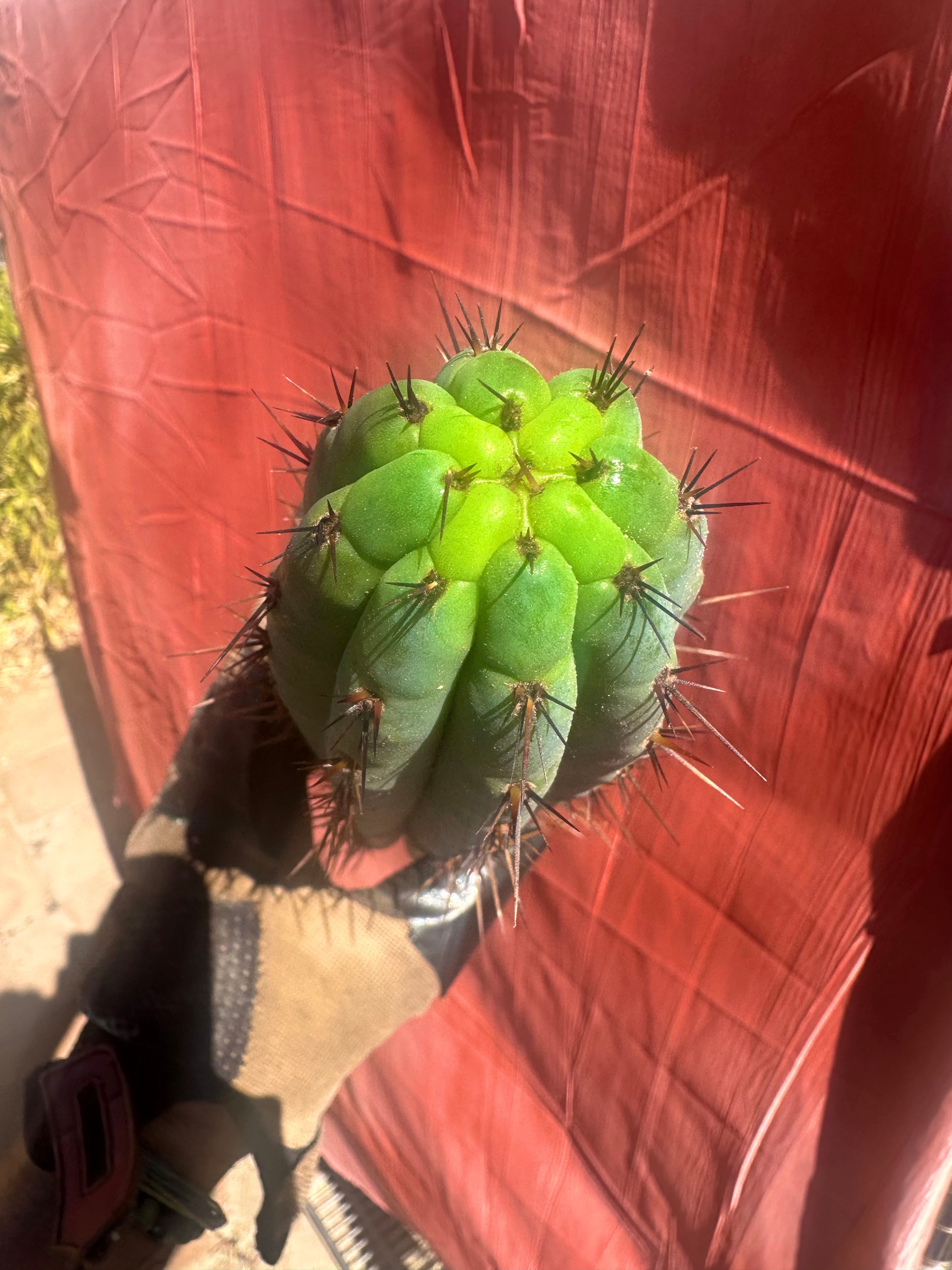 👑💎 Rimac Valley — Gorgeous 13” Tip