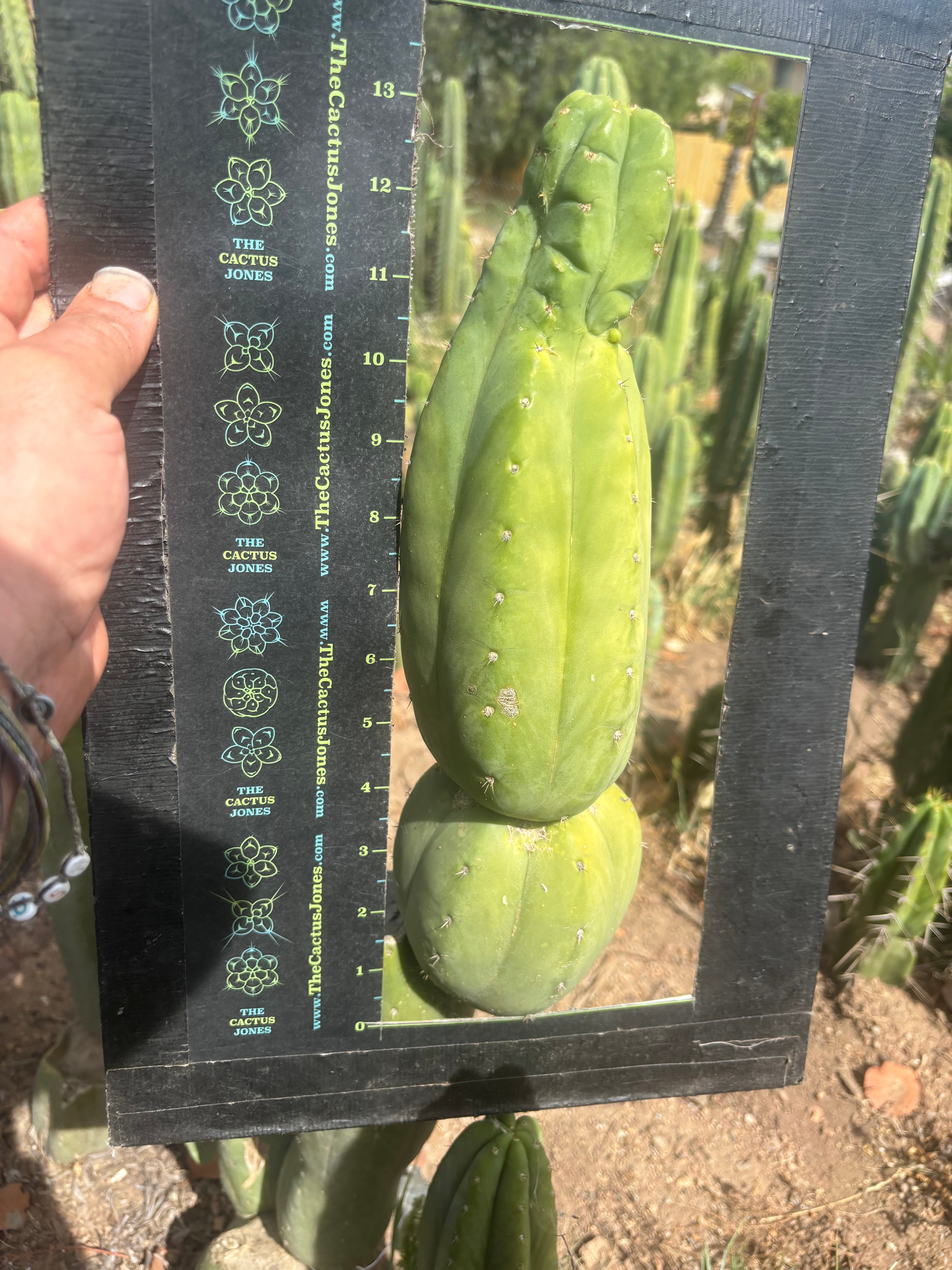 👑🌶️ Maipu — XL 13” Tip