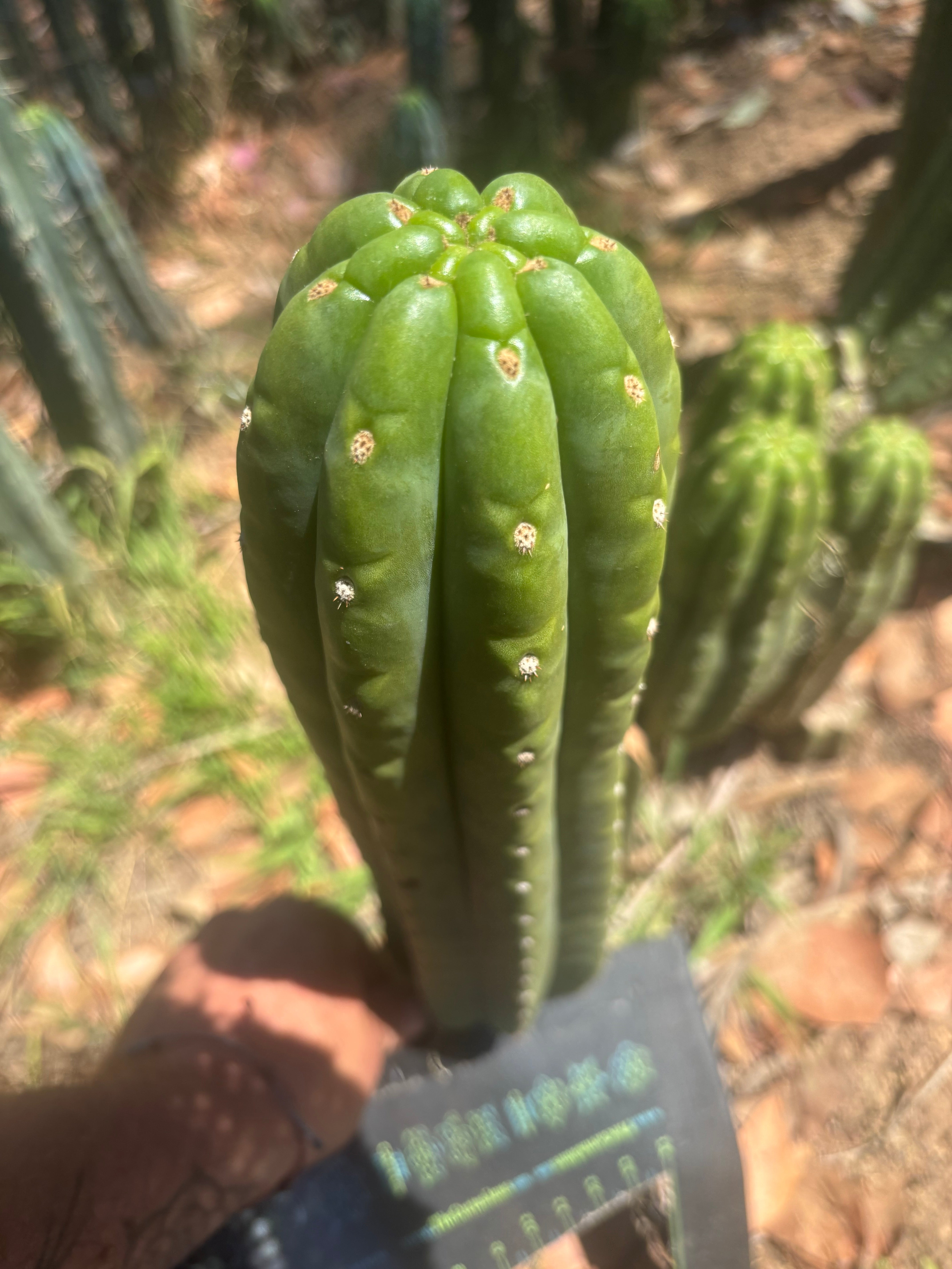 💎👑🌶️ The Field’s Pachanoi — XL 15” Pup