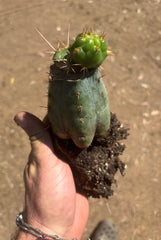 💎👑💎 Tulhuay — Rare Magenta Flower — Pupping Rooted Graft