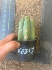 💎👑💎 Tulhuay — Rare Magenta Flower — Pup Graft on Rooted Pierre