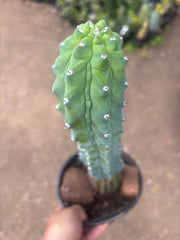 👑💎 Grecas — XL Established Tip Graft, Rooted