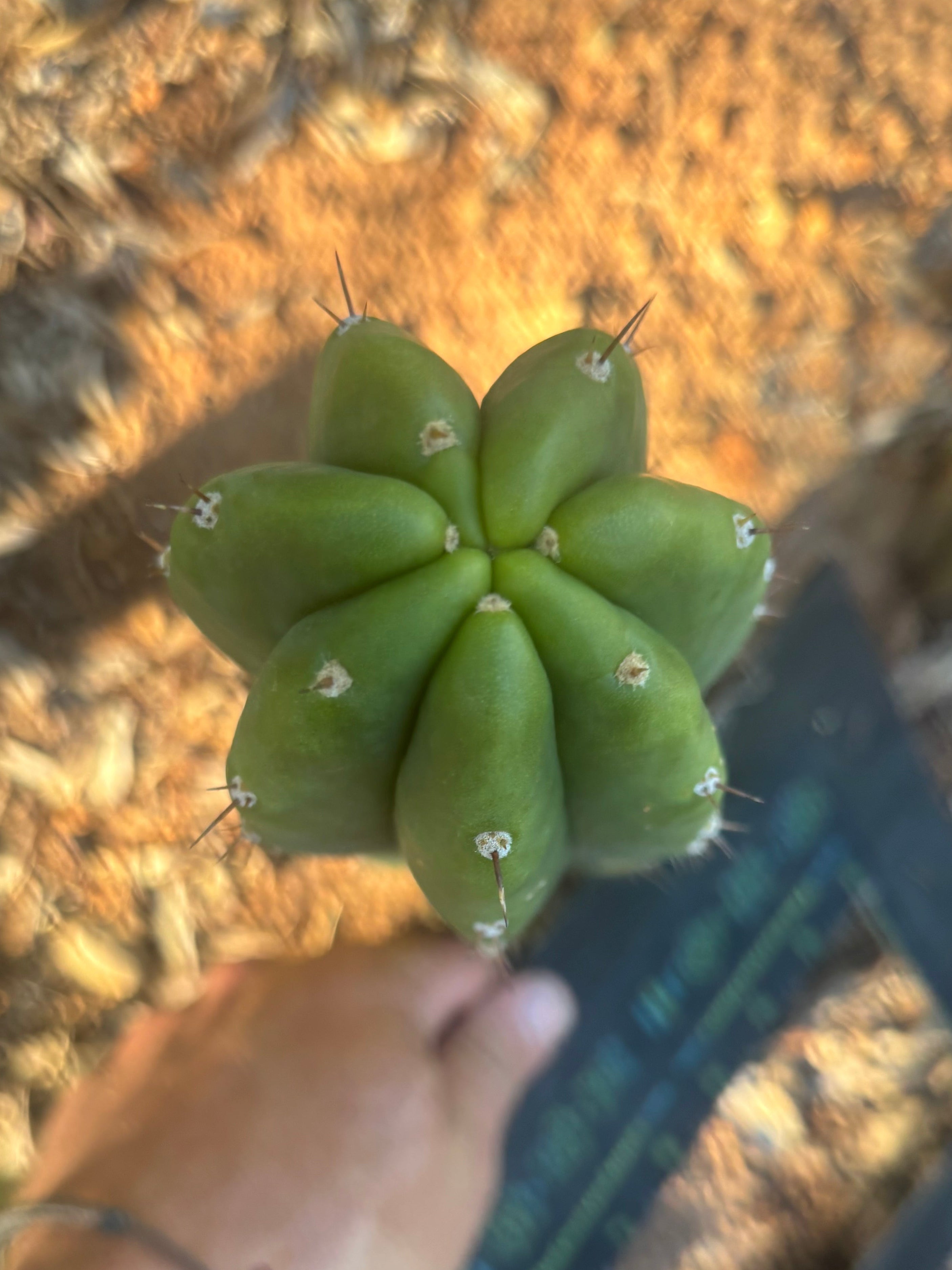 👑🌶️🌶️ Landfill — 10” Tip