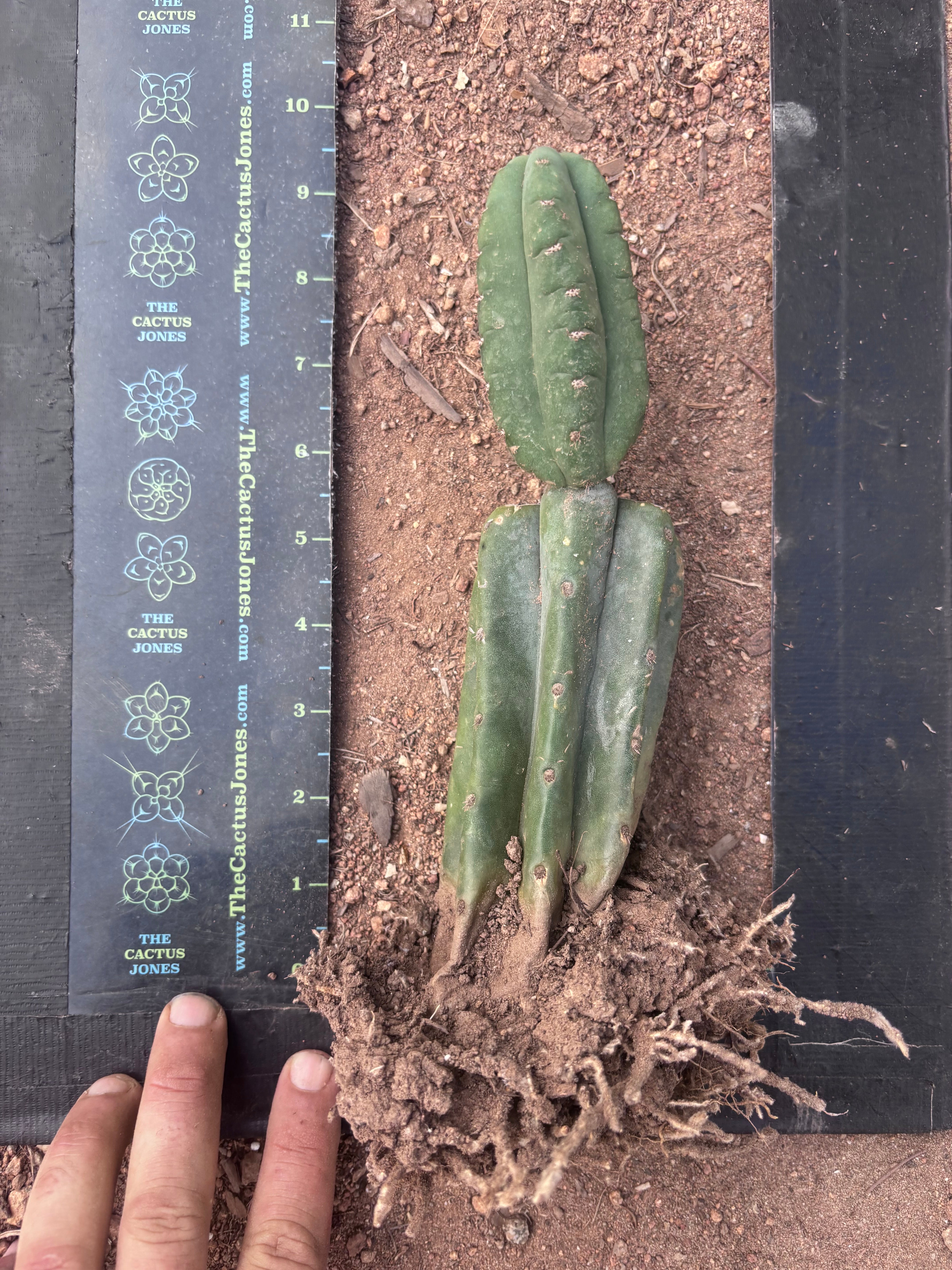 👑🌶️ Pierre — Pupped & Rooted Mid