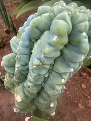 *👑💎 Glorp! — Thick 7” Tip