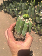 💎👑💎 Havran — Pup Graft on Rooted Shine01