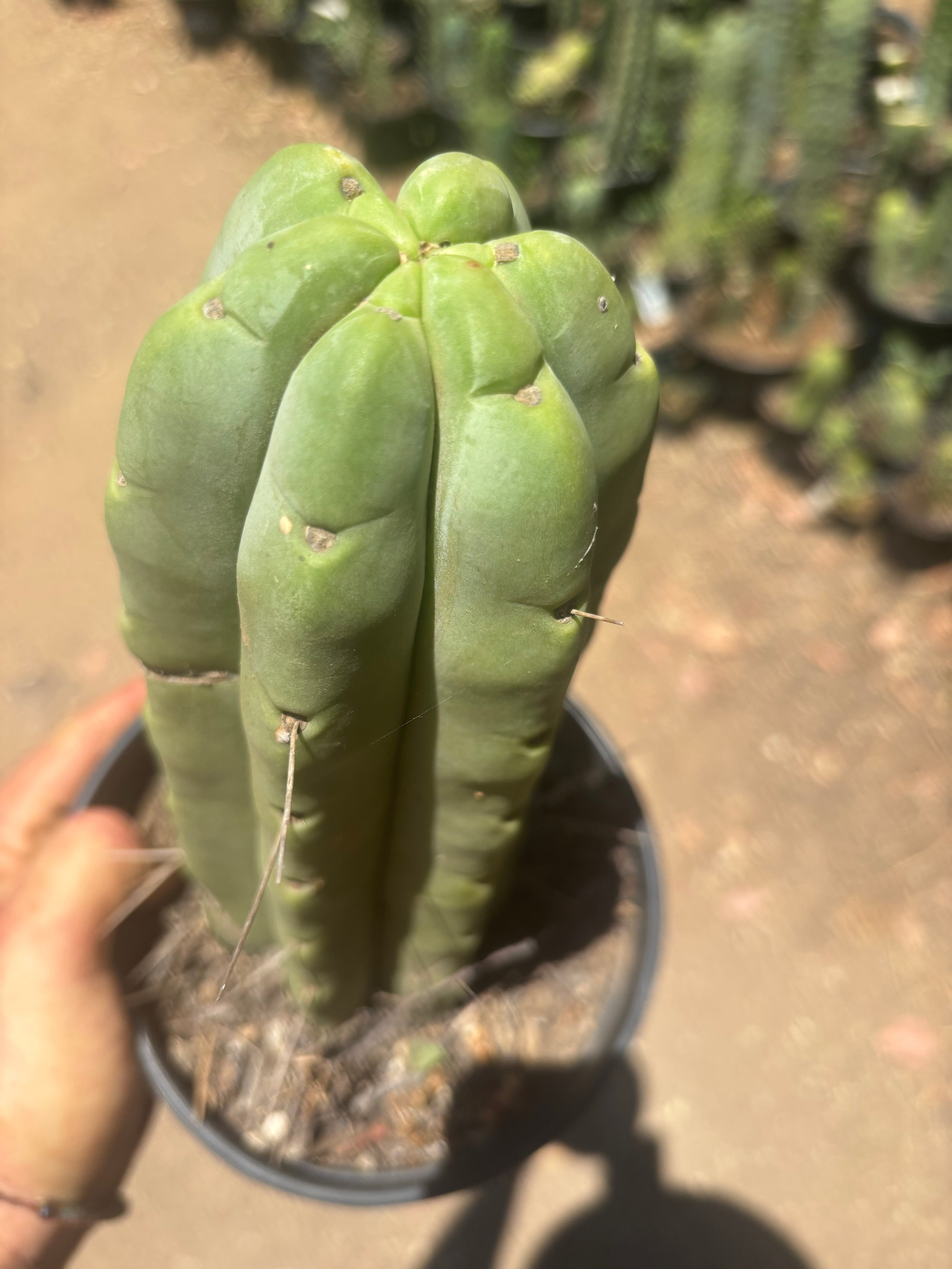 👑🌶️🌶️  Jiimz Twin — FAT Rooted 11” Tip