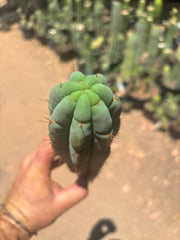 👑🌶️🌶️ Austy’s Bomb — 12” Tip