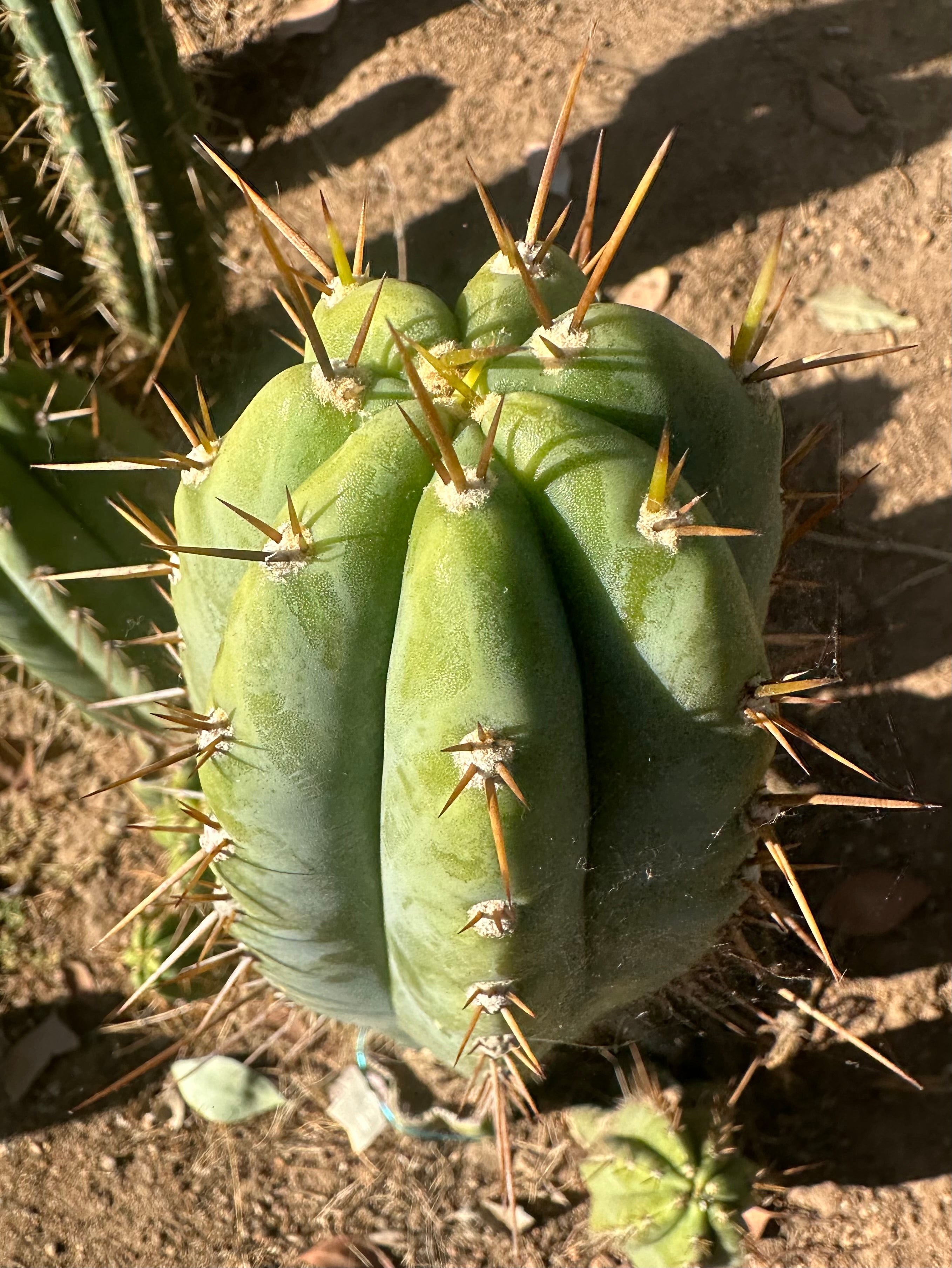 Icaros x Malo4  — 11” Tip